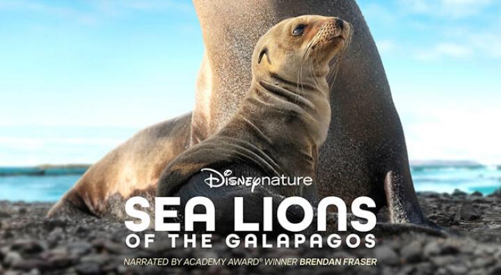 حصرياً | فيلم Sea Lions of the Galapagos 2025 مترجم اون لاين بجودة عالية